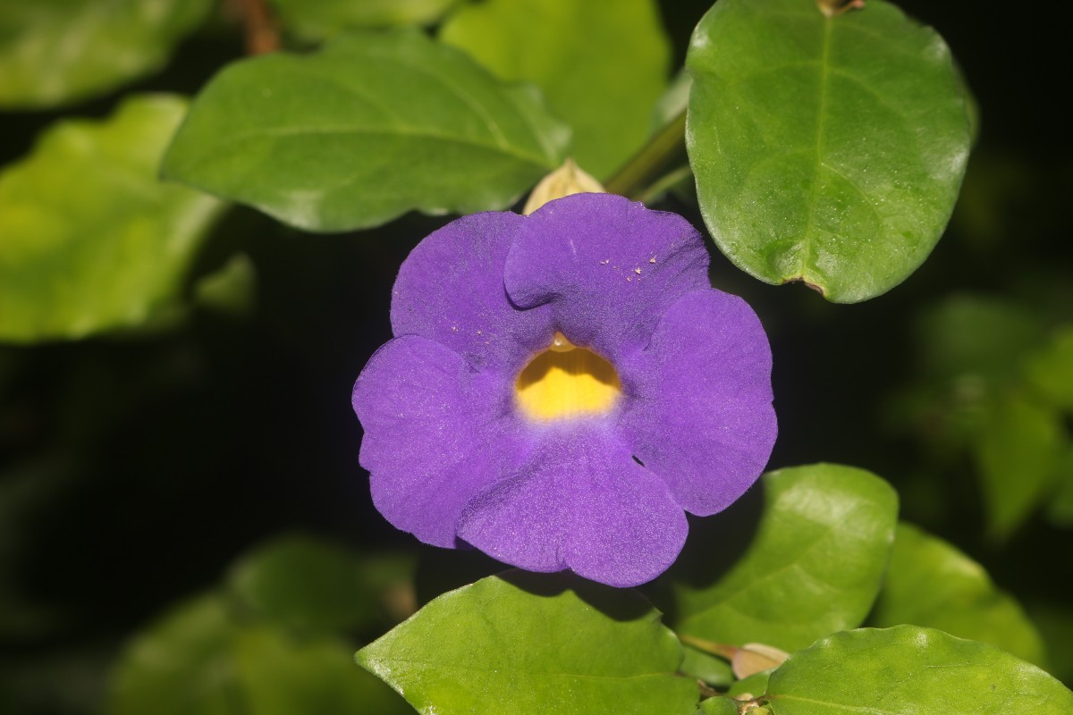 Thunbergia erecta (Benth.) T.Anderson